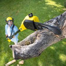 How Our Tree Care Process Works  in Taft Southwest, TX